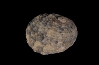 藏品(花圓蜑螺)的圖片